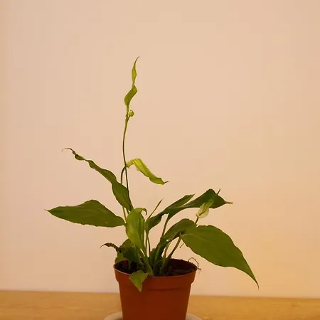 Elio Appartement *